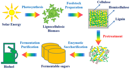 Alkali-based pretreatment to enhance enzymatic saccharification for lignocellulosic biomass conversion.