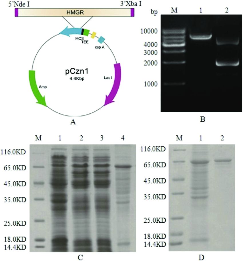 Enzyme Recombinant Expression Vector Construction (Wei Gu, et al., 2015)