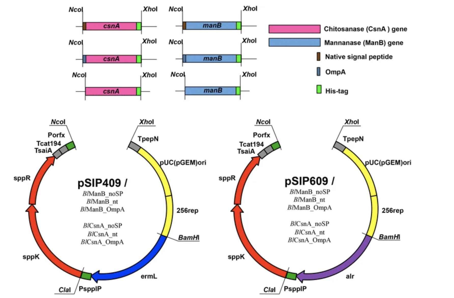 Secretory production of a beta-mannanase and a chitosanase using a Lactobacillus plantarum expression system (Suttipong Sak-Ubol, et al., 2016)