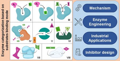 Fig. 1 Structure and cooperativity in substrate-enzyme interactions.