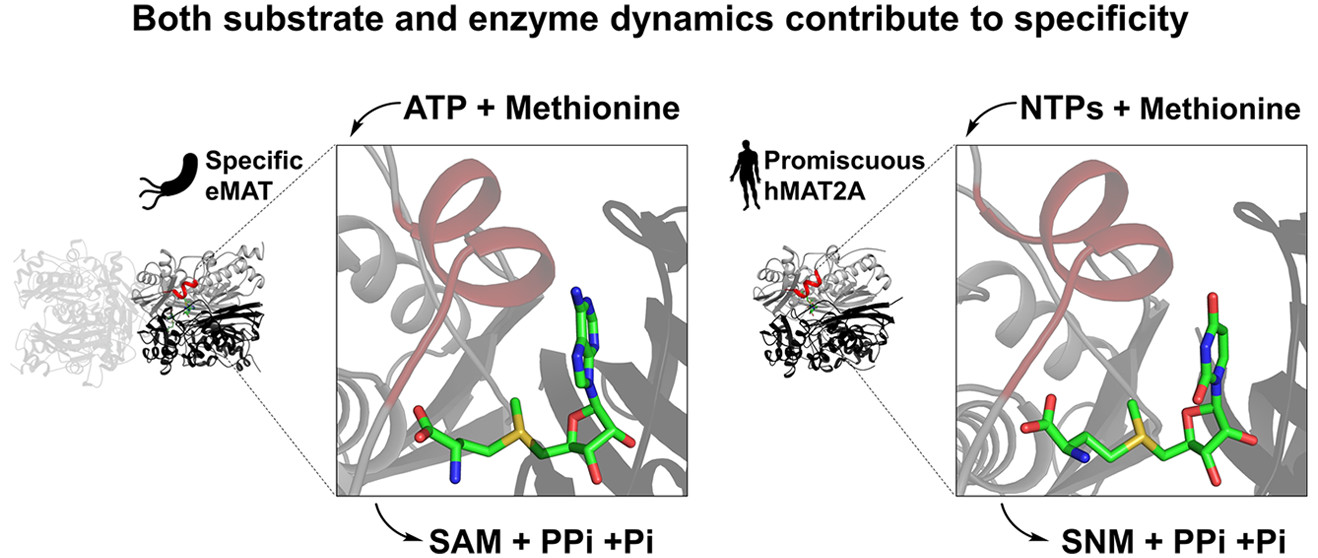 Fig. 1 Effect of altered mobility of the active site on the specificity of methionine adenosyltransferase.