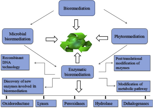 Fig. 1 Enzyme-based technologies for bioremediation.