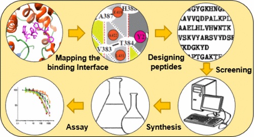 Fig. 1 Rational design of novel peptide ligands based on Knob–Socket-based for improved recognition of specific binding.