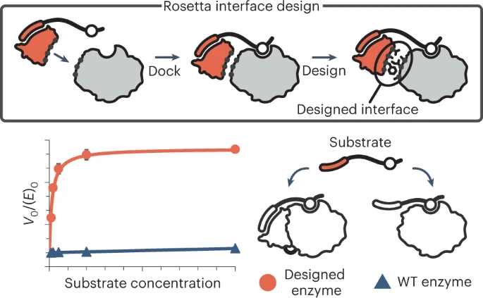 Fig. 1 Utilizing designed recruited structural domains to tailor enzyme specificity.