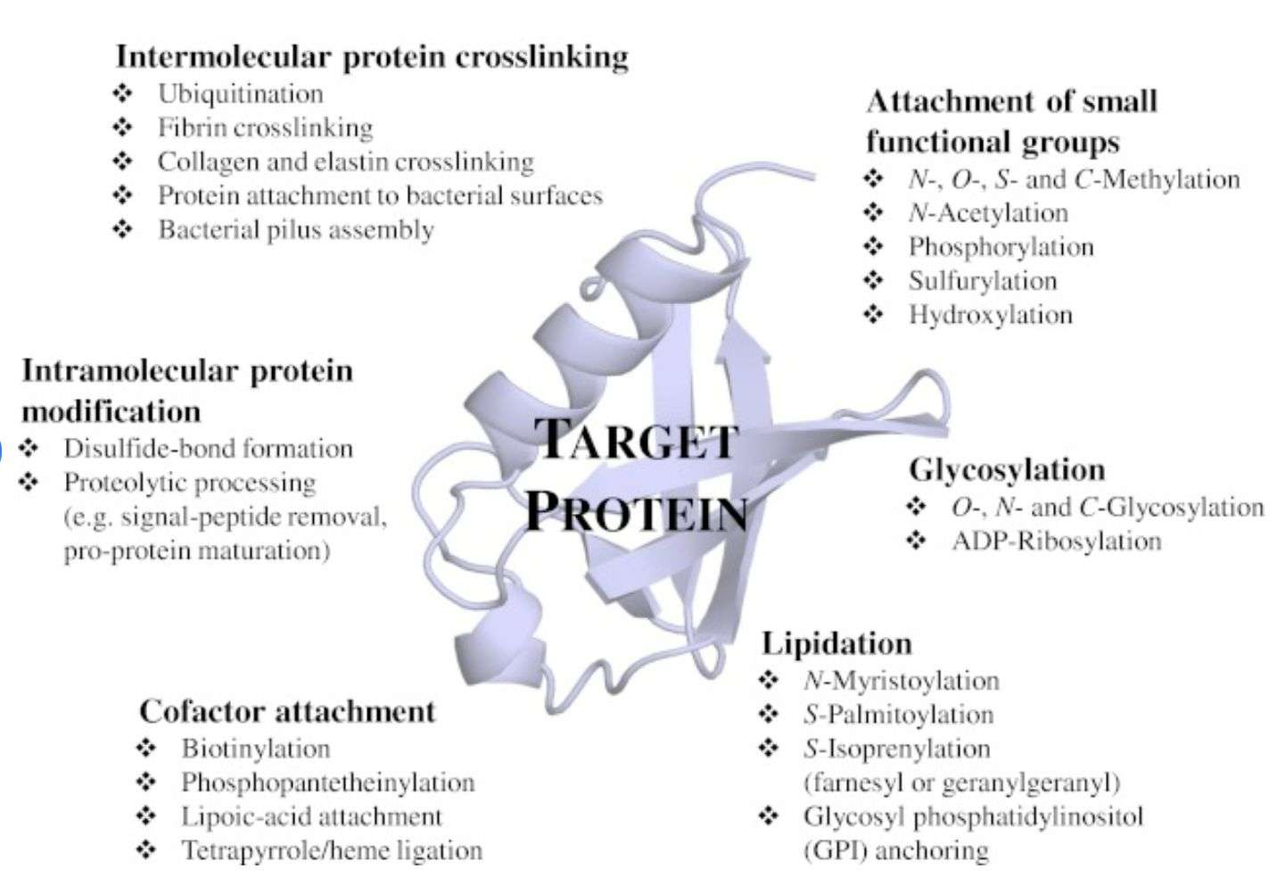 Schematic illustration of enzyme-catalyzed covalent modifications of proteins in vivo (Tobias Heck, et al., 2012)