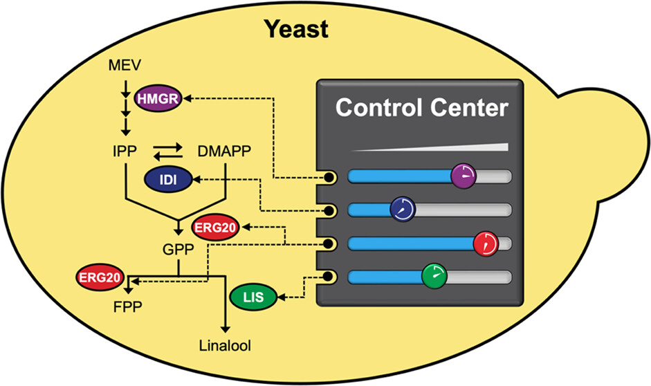 Design of four small-molecule-inducible systems in yeast chromosomes.