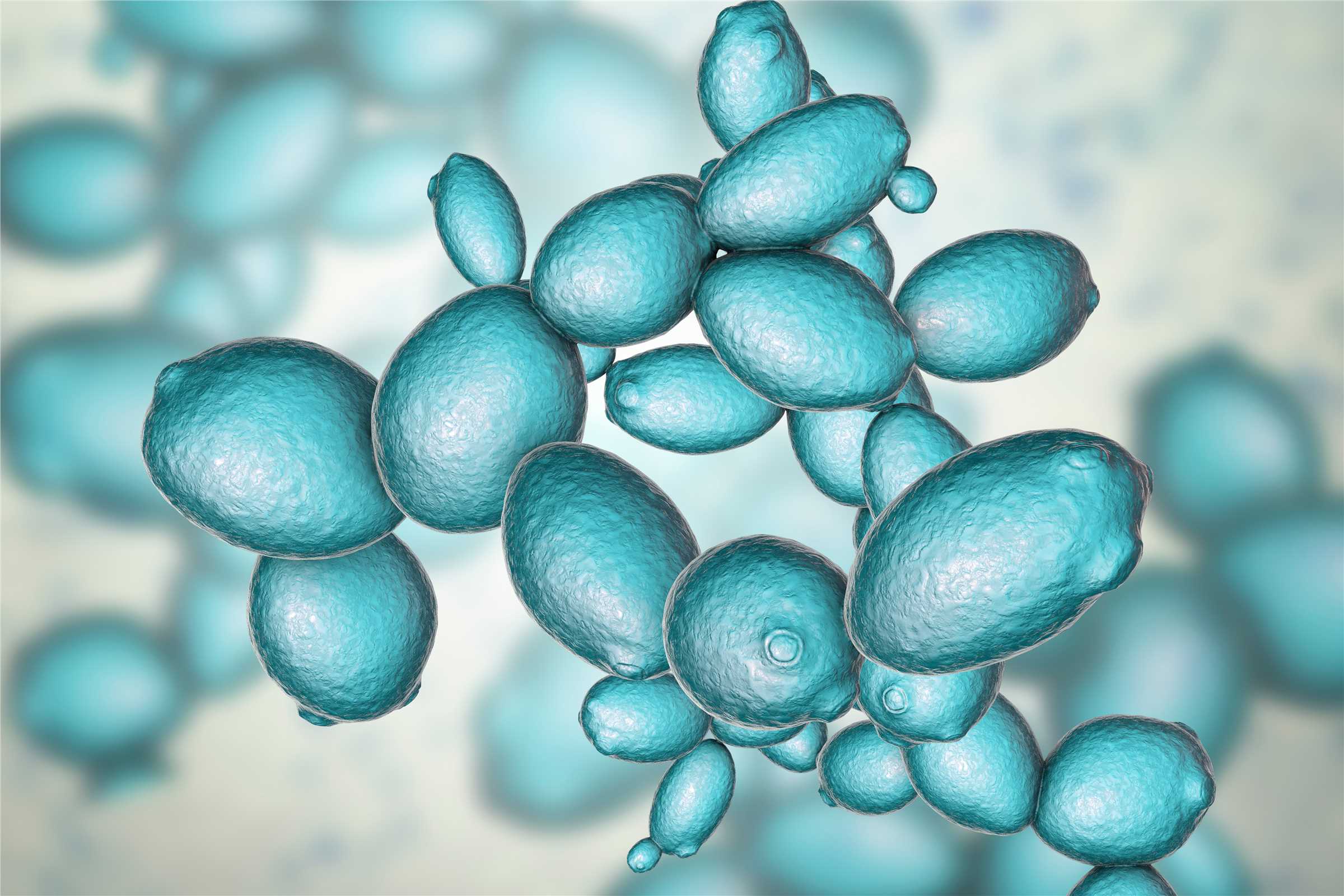 Yeast Strains Construction and Optimization