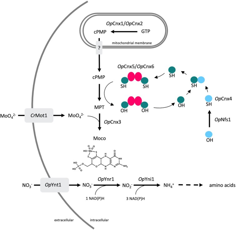 Schematic representation of the Moco biosynthesis pathway coupled to the nitrate assimilation pathway.