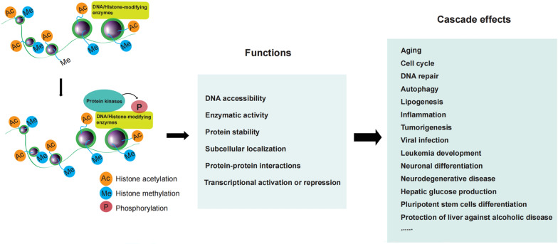 The model of transcriptional regulation of DNA/histone-modifying enzymes by phosphorylation.