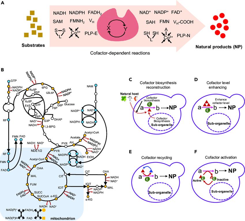 Cofactor Engineering for Enhancing Biosynthetic Efficiency of Natural Products (Ruibing Chen, et al., 2020)