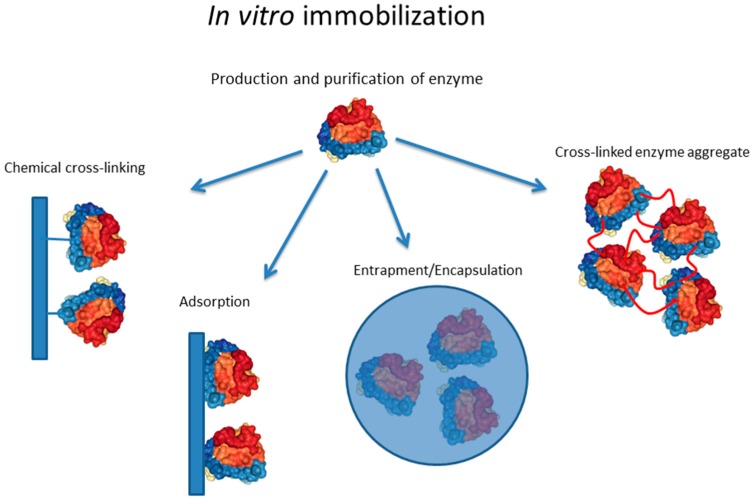 General methods for in vitro immobilization.