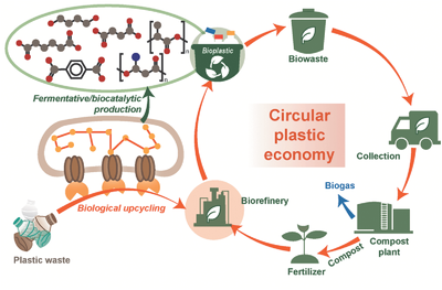 Sustainable plastic upcycling and biodegradable polymers.