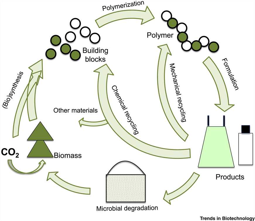 Designing biobased recyclable polymers for plastics.