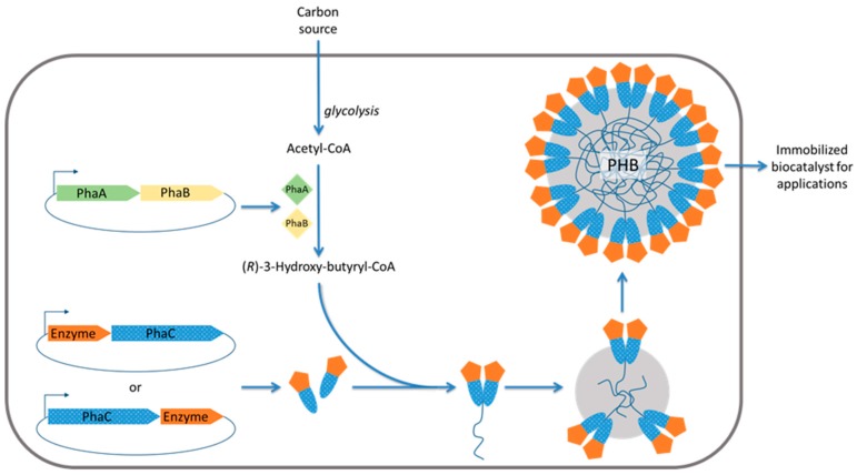 Schematic outlining in situ formation of PHA.