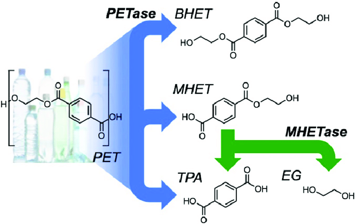 PETase catalyzes the depolymerization of PET.