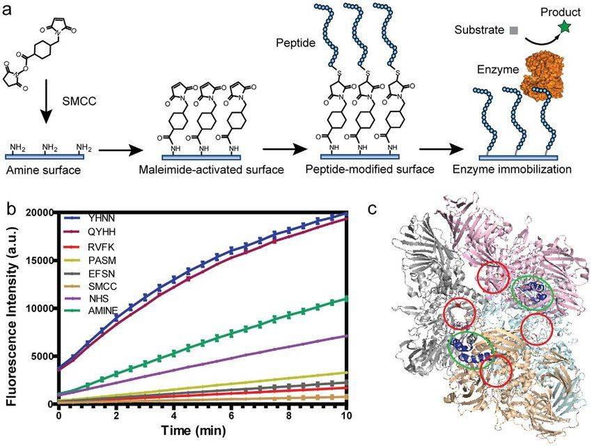 Enzyme immobilization on peptide-modified surfaces (Jinglin Fu, et al., 2011)