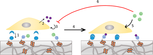 Introduction of enzyme-responsivity in biomaterials.