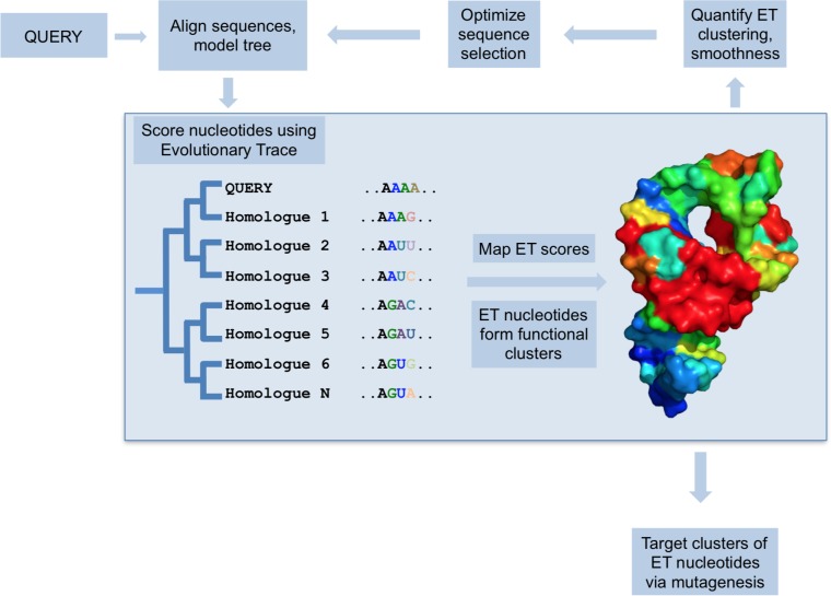 The evolutionary trace model.