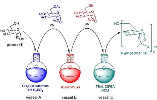 A three-step process that enables the synthesis of a sugar polymer, sugar poly, from glucose in high yield.