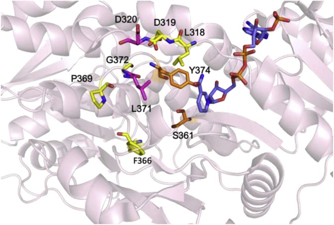 Active site of EryKR1.