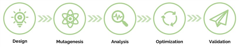 Guiding Site-Directed Mutagenesis through Evolutionary Trace