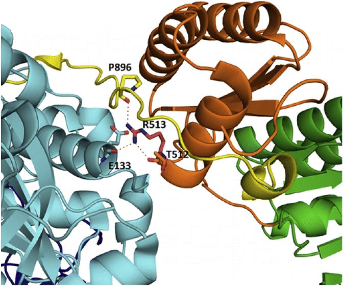 Critical arginine salt bridge mediating contact between the KS-AT linker.