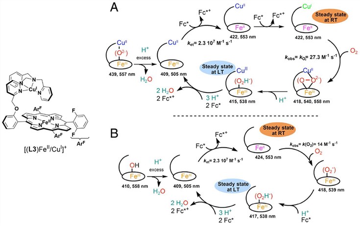 Proposed mechanisms of homogenous catalytic O2 reduction by FeⅡ.