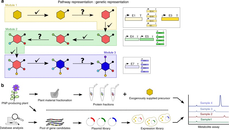 Pathway engineering can be broken down into enzyme module and discovery components.