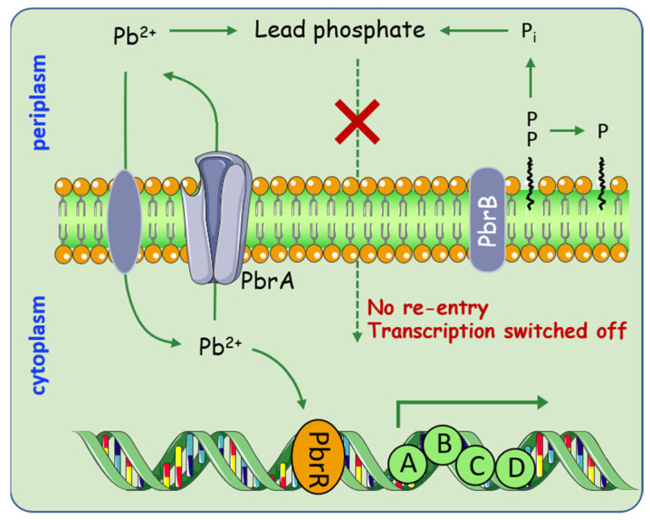 Overview of processes involved in heavy metal metabolism medicated by pbr operon.