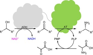 Fusing an alcohol dehydrogenase.