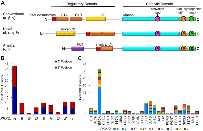 Fusions of the protein kinase C regulatory.