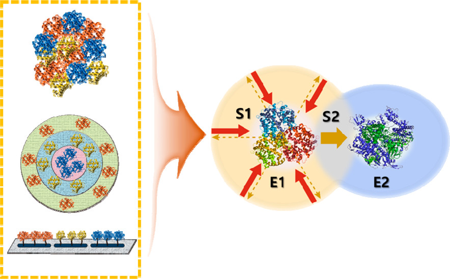 Multi-enzyme cascade reaction by immobilized enzyme complexes.