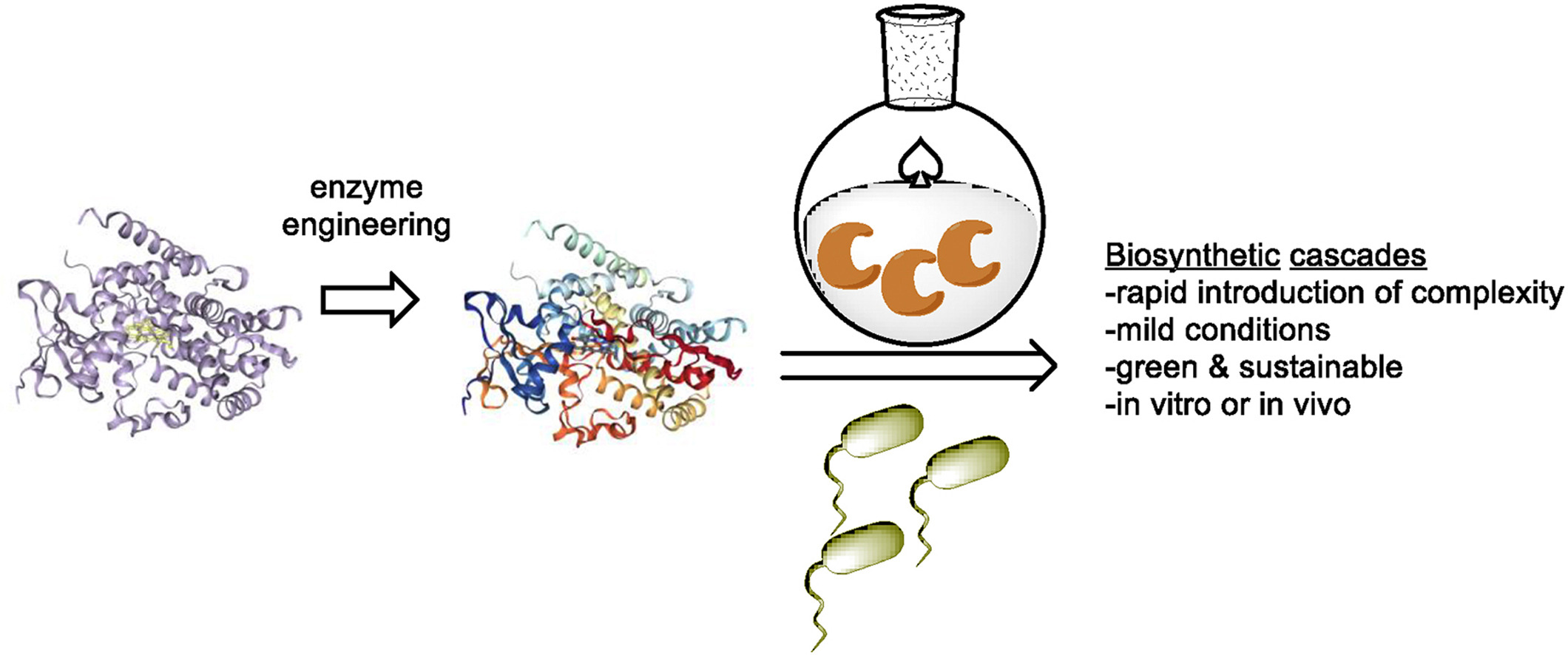 Multi-enzyme cascade reaction by immobilized enzyme complexes.