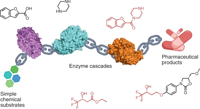 Multi-step enzyme cascades for green and sustainable drug synthesis.