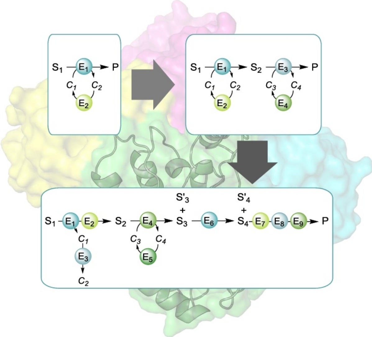 Enzyme Cascade Design - CD Biosynsis