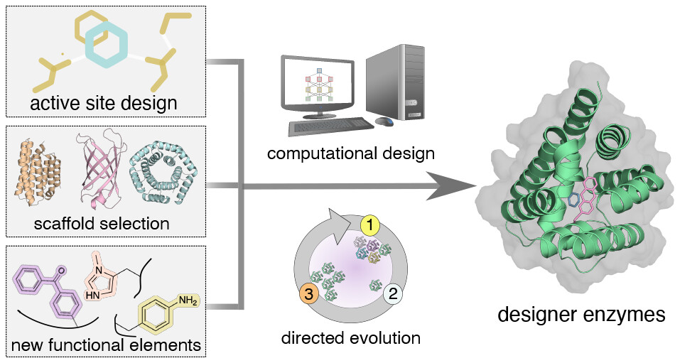 Building enzymes through design and evolution.