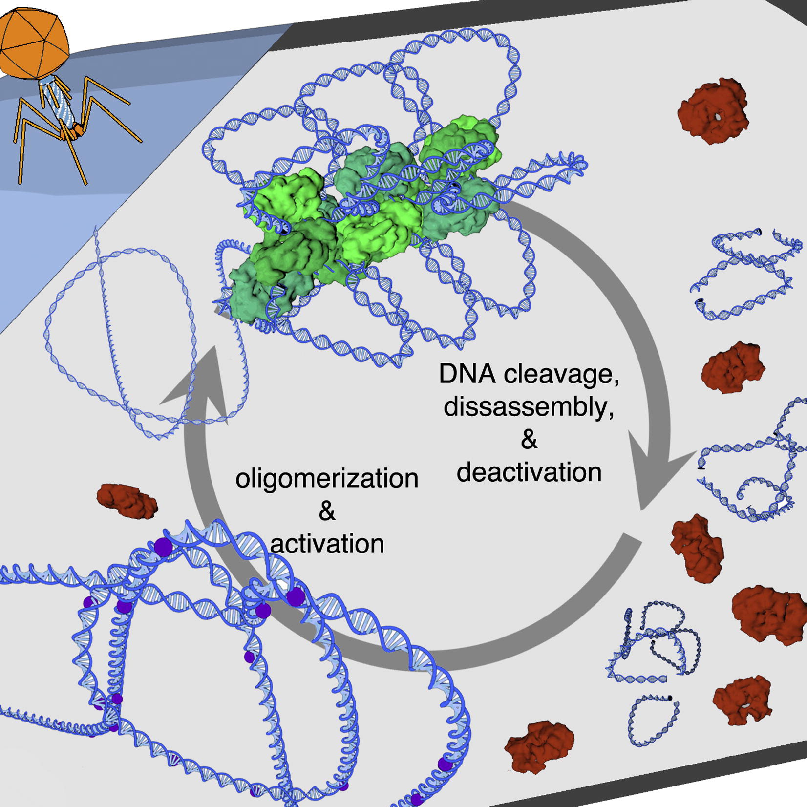 Allosteric regulation of DNA by sequential oligomerization. 