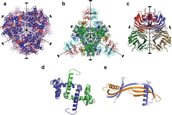 Oligomeric proteins. 