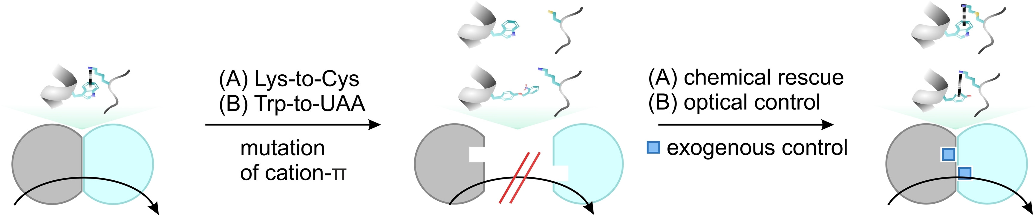 Control of enzymatic activity by modulating the oligomerization state.