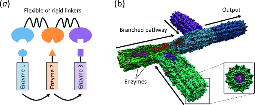 Spatial organization of enzymes for substrate channeling.