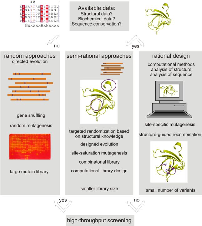 Enzyme Engineering by Random (Kerstin Steiner and Helmut Schwab, 2012)