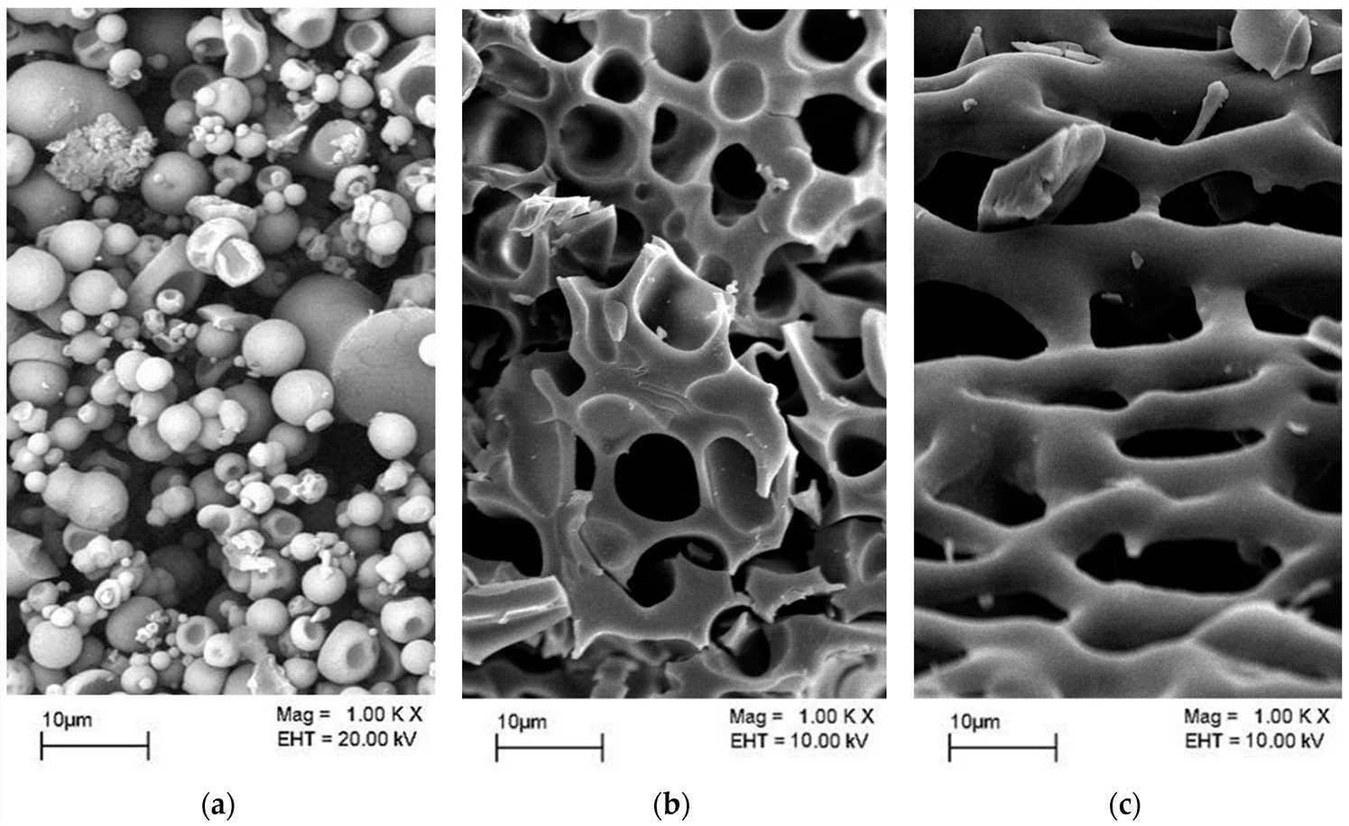 Scanning electron microscopy of T1 lipase, Rand protease, and maltose amylase.