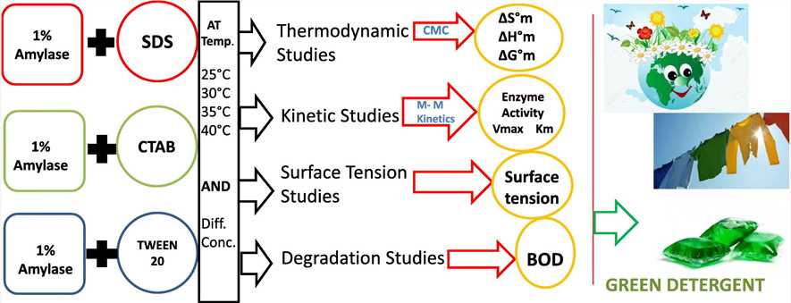 Comparison of amylase and surfactant interactions in detergent formulations.