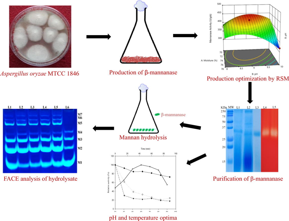 Comparison of amylase and surfactant interactions in detergent formulations.