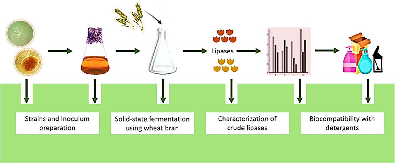 Characterization of detergent-compatible lipases