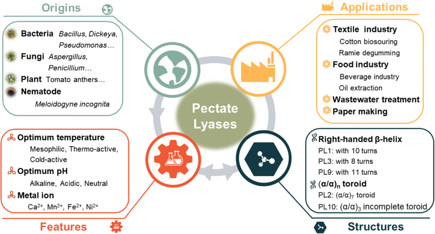 Origin, characterization, structure, and application of pectate lyases.