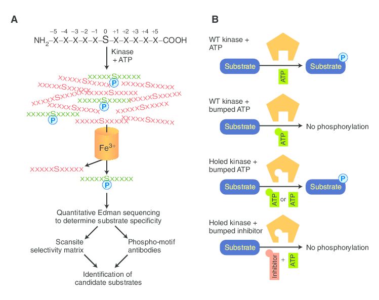 Schematic of two approaches for identifying substrates of protein kinases (Brendan D M. and Lewis C C., 2023)