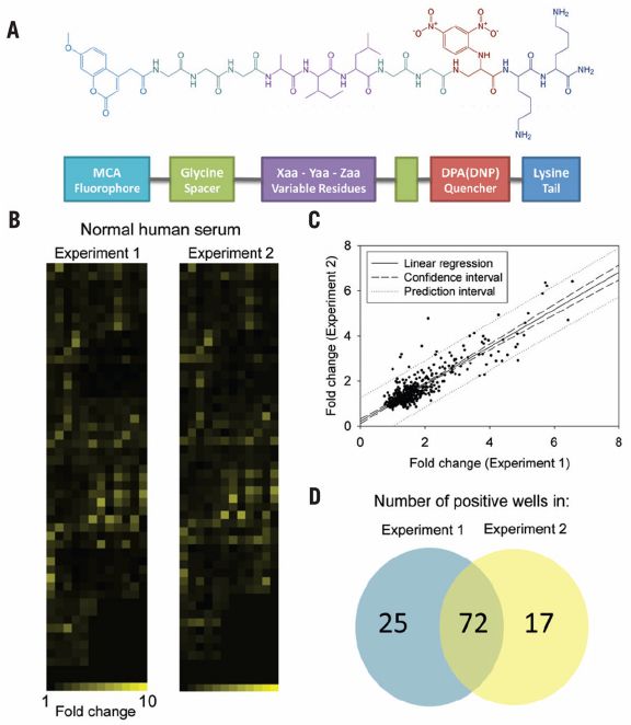 Overview of protease substrate specificity profiling approach (Douglas S Watson, et al., 2011)