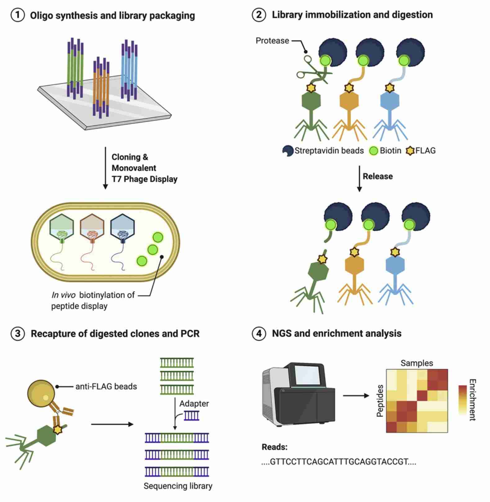 Protease Activity Profiling via Programmable Phage Display of Comprehensive Proteome-Scale Peptide Libraries (Gabriel D. Román-Meléndez, et al., 2020)