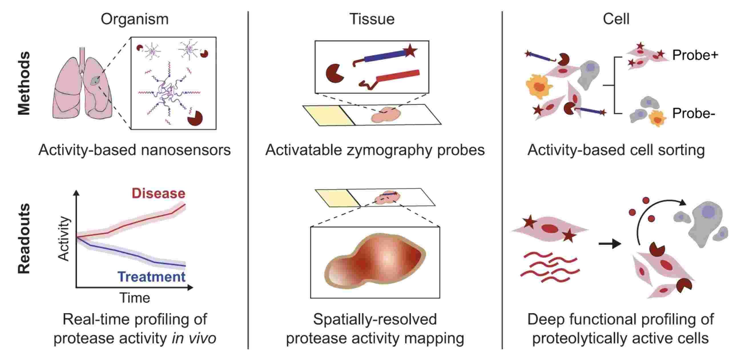 Multiscale profiling of protease activity in cancer (Ava P. Amini, et al., 2022)